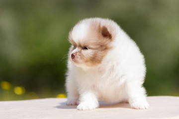 Pomeranian puppy outdoor