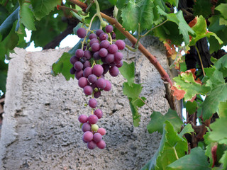 Bunch of ripe grapes against concrete pillar