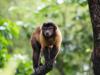 Brown Capuchin Monkey