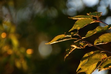 Golden leaf on dark background.
