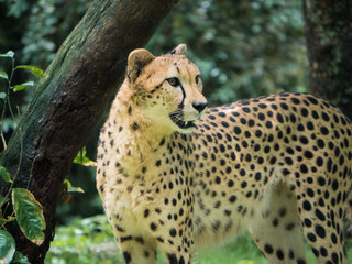 African Cheetah Portrait © Christina