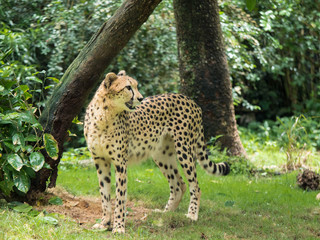 African Cheetah Portrait © Christina