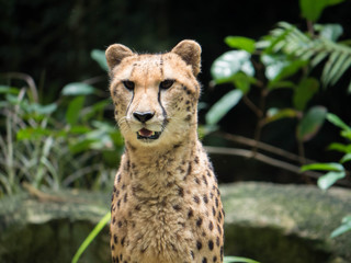 African Cheetah Portrait © Christina