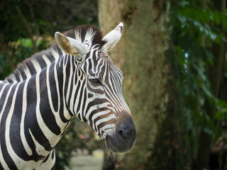 Zebra Head Portrait
