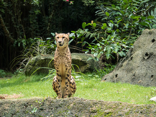 African Cheetah Portrait © Christina