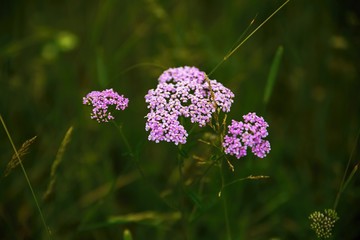 Blooming yarrow (Achillea millefolium).