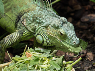 Obraz premium Green Iguana Eating