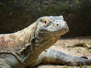 Obraz premium Komodo Dragon Lizard