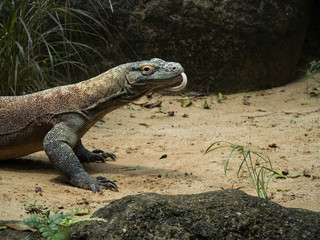  Komodo Dragon Lizard