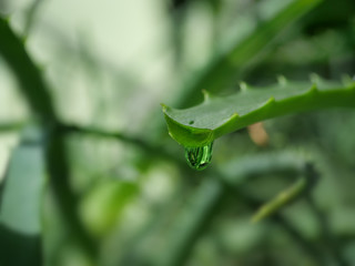 aloe leaf with dripping clear juice