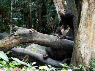 Brown Malayan Sun bear