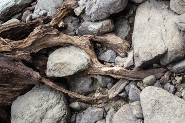 Tree roots & stones in a dry reservoir