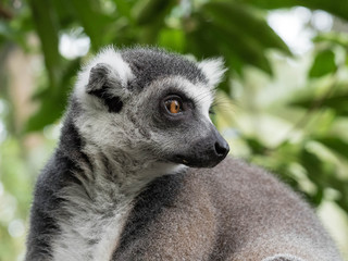 Ring Tailed Lemur