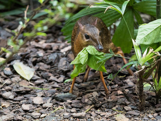 Chevrotain eating mouse deer