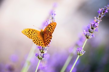 Orange butterfly on blooming lavender.