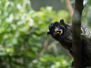 Black Monkey eating