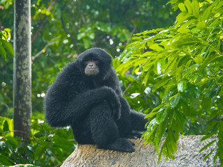 Siamang Gibbon Monkey