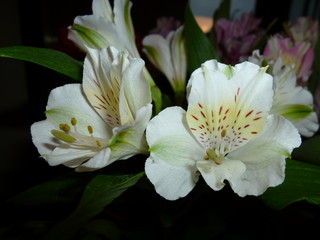 close-up of white blossoming flowers with one petal in speckles