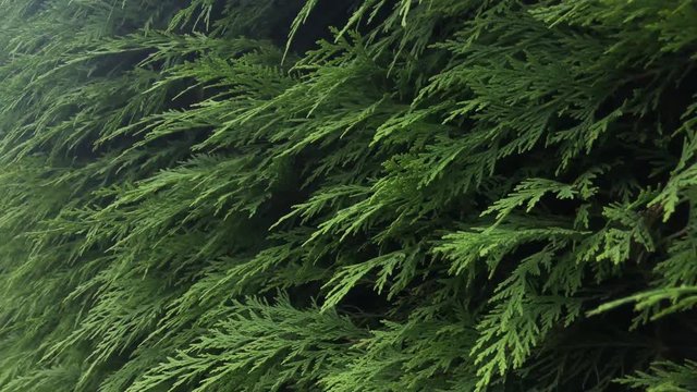 A coniferous plant's branches blowing gently in the wind