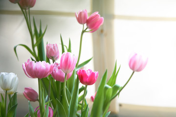 Fototapeta premium Bouquet of tulips (Tulipa spp. L.) with light through the window. Give a warm feeling to the garden. Gardening ideas in the home Flower