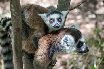 Lemur catta and her baby