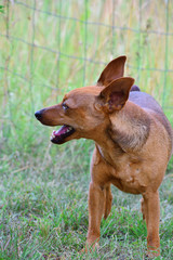 Brown miniature pinscher standing on green grass profile view with copy space for text.