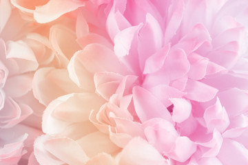 Obraz premium Chrysanthemum flowers in soft pastel color and blur style for background