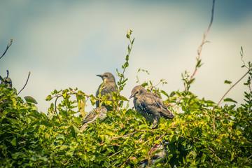 British birds in the home garden, close up shot, beautiful background.