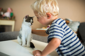 die kleine Katze lieben