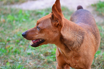 Brown miniature pinscher standing on green grass profile view with copy space for text.