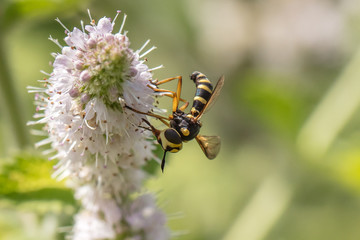 Insekt auf pfefferminze