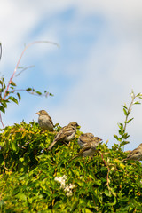 Birds, sparrows and starlings feeding in the garden, close up shot
