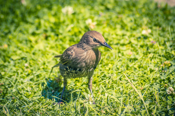 Birds, sparrows and starlings feeding in the garden, close up shot