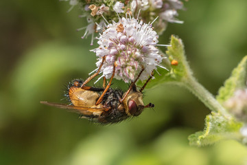 schwebfliegen
