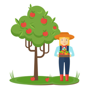 Apple picking. Farmer woman in the garden with boxes of apples in his hands. Farmers characters. Flat vector cartoon illustration. Objects isolated ongreen background.