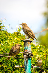 Birds, sparrows and starlings feeding in the garden, close up shot