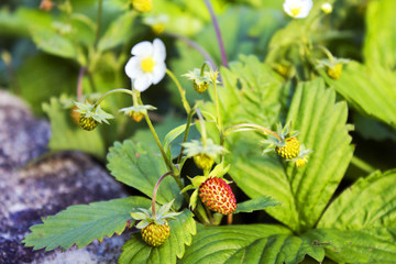 Not ripe wild forest strawberries and some flowers on strawberry plant