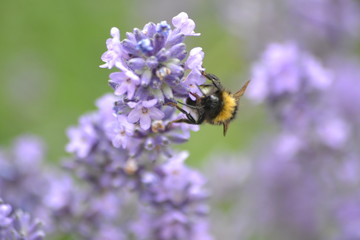 Blumen und Bienen