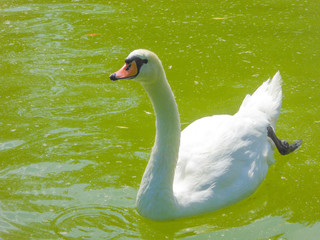 Белый лебядь. 