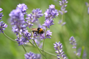 Blumen und Bienen