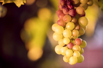 Vineyard close up juicy vine