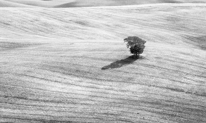 Lonely tree in the fields of Tuscany, Italy