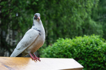 White dove on benches in the park