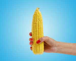 Cob of corn in woman's hand on bright blue background. Food creative concept.