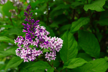 Beautiful lilac blooming in the summer garden, its flowers on a background of green leaves