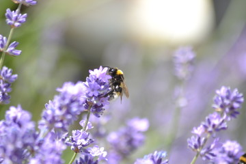 Bienen und Blumen
