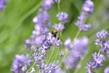 Bienen und Blumen
