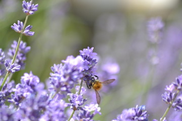 Bienen und Blumen