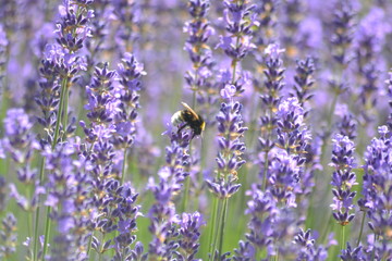 Bienen und Blumen