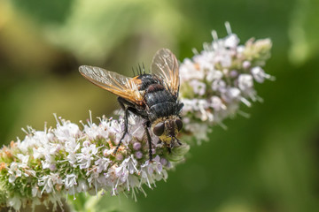 igelfliege